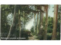 Carte poștală veche - Stara Zagora, Ayazmoto - copaci bătrâni