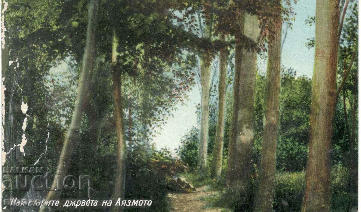 Стара картичка - Стара Загора, Аязмото - стари дървета