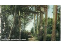 Old postcard - Stara Zagora, Ayazmoto - old trees