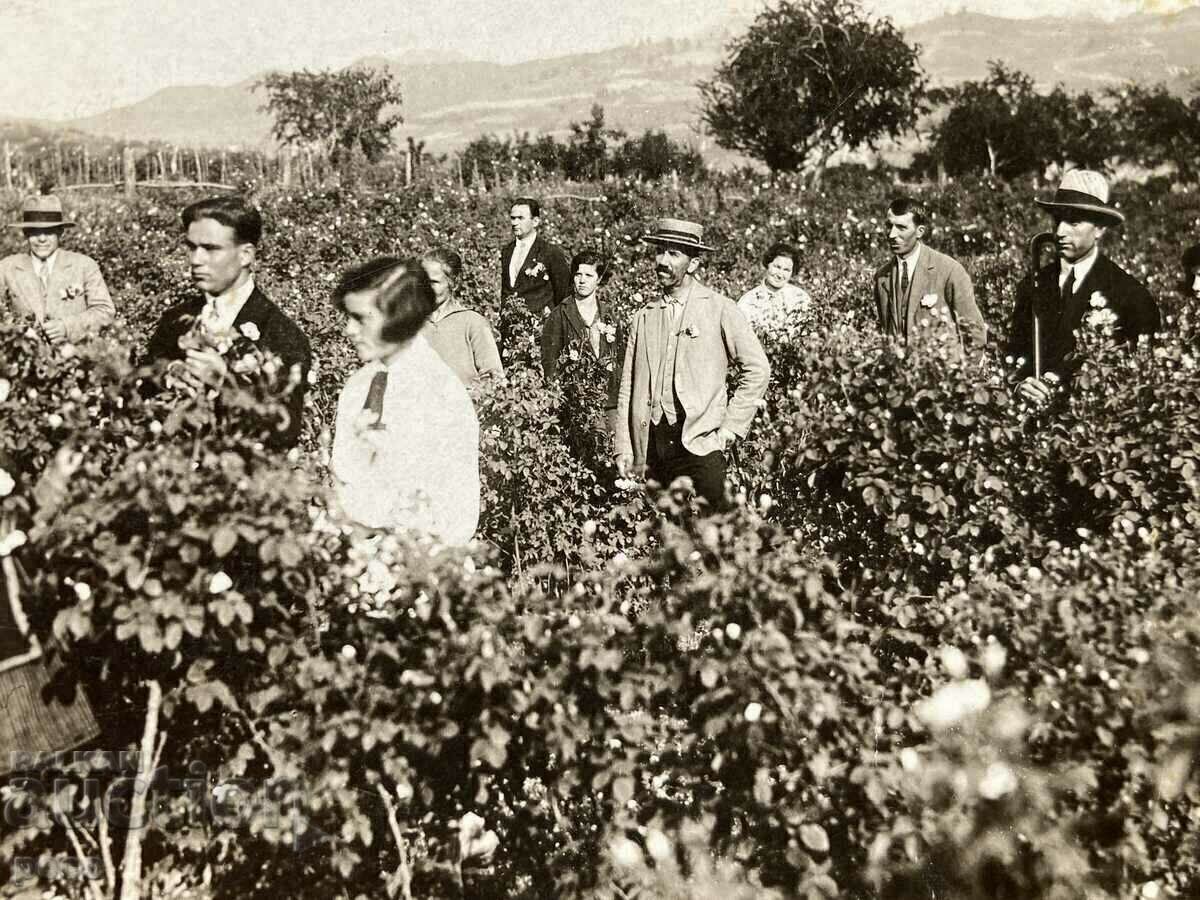 Rose Valley τον μήνα Μάιο παλιά φωτογραφία Roseberry