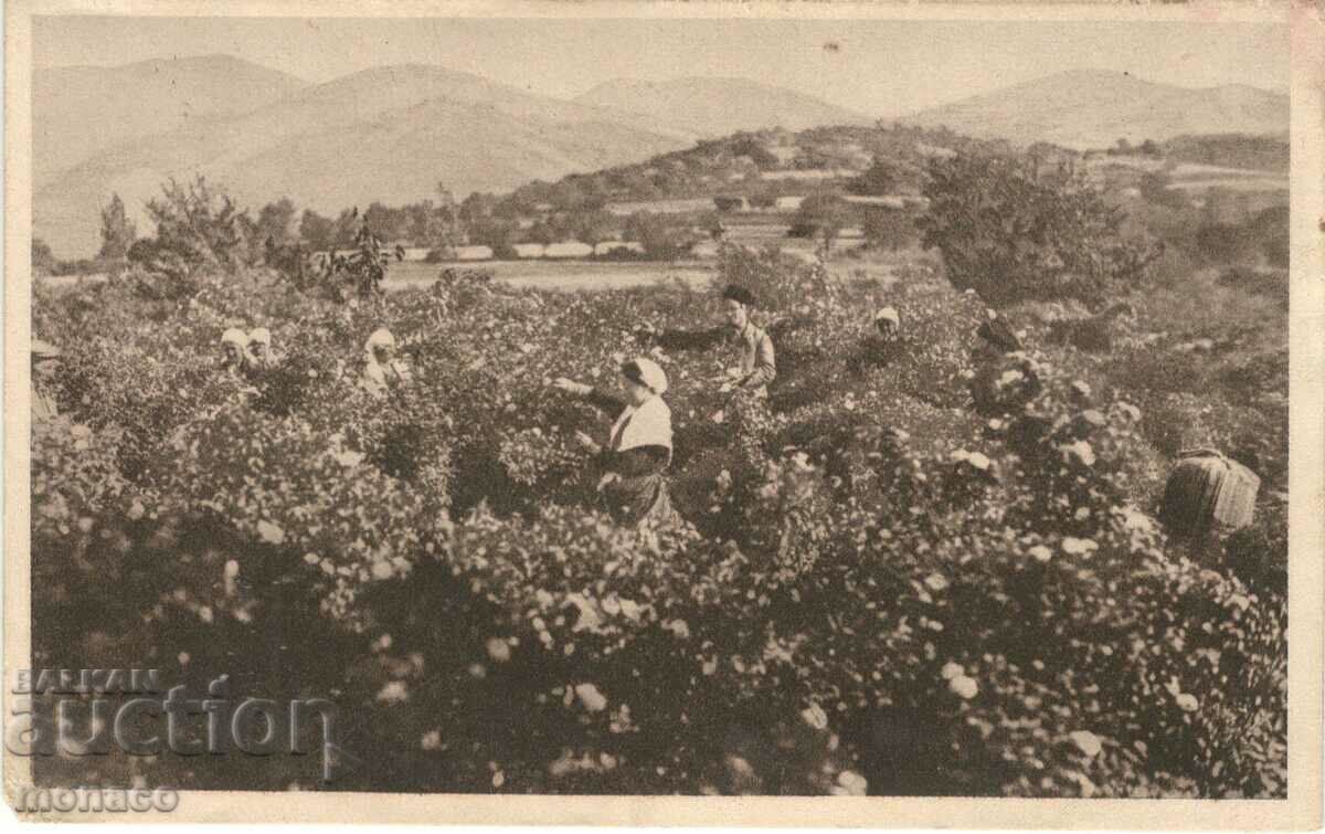 Old postcard - Kazanlak, Rozoberu with price 5.80 BGN | € 2.97 Old postcard - Kazanlak, Rozoberu with price 5.80 BGN | € 2.97