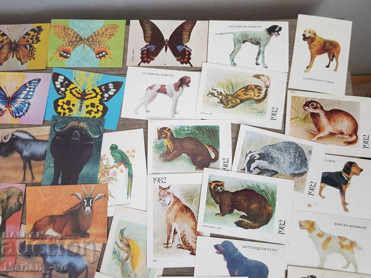 Delivery of Social calendars with animals Delivery of Social calendars with animals