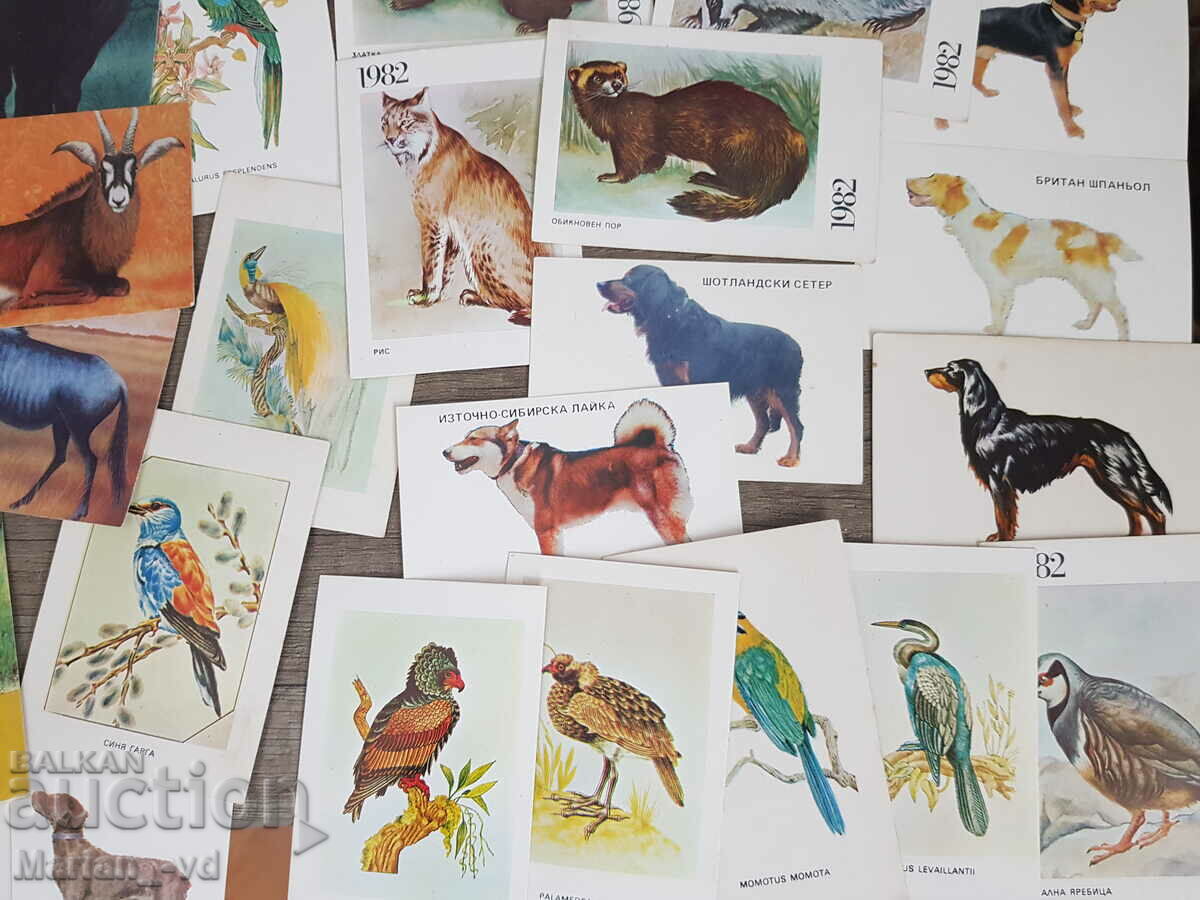 Social calendars with animals - 5 Social calendars with animals - 5