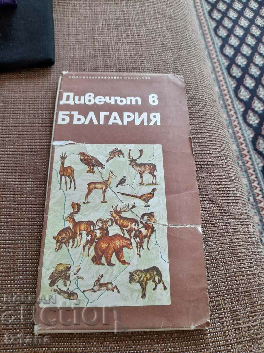 Old map Game in Bulgaria