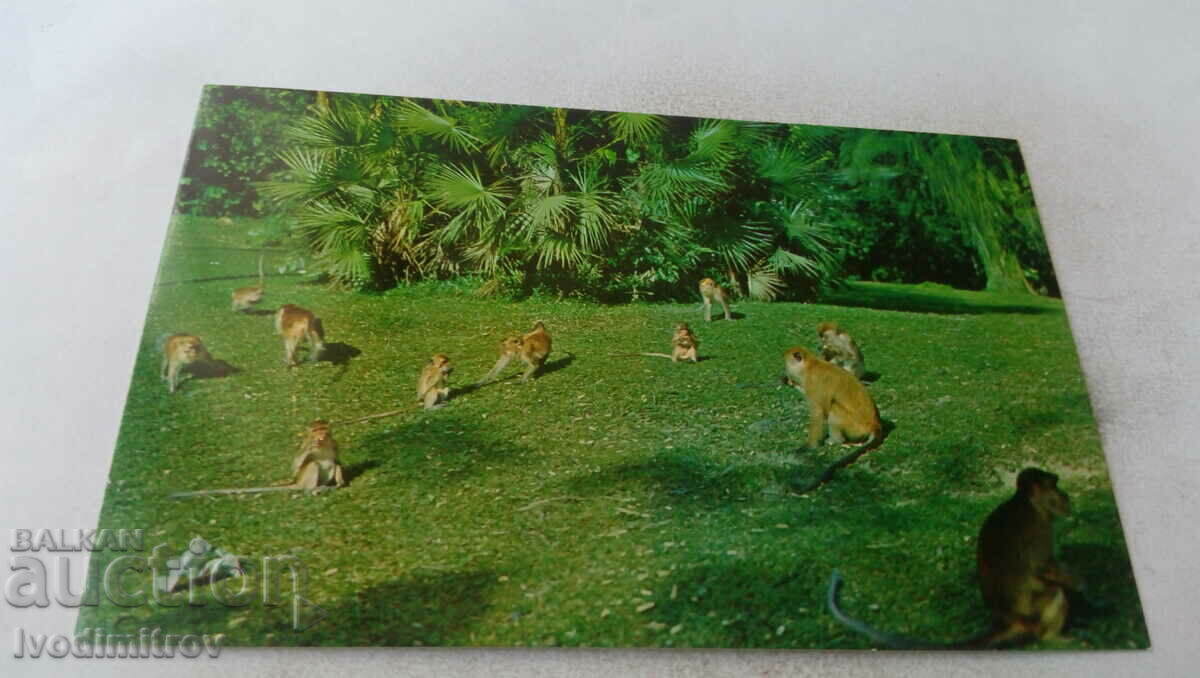 Penang Monkeys in the Waterfall Gardens postcard