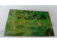 Penang Monkeys in the Waterfall Gardens postcard