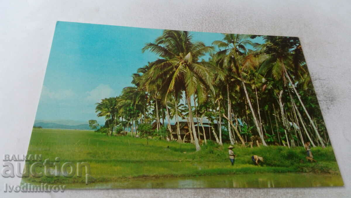 Καρτ ποστάλ A Malaysian Kampong Δυτική Μαλαισία