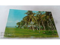 Postcard A Malaysian Kampong West Malaysia
