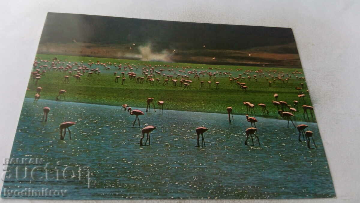 Carte poștală Flamingos în craterul Ngorongoro, Tanzania