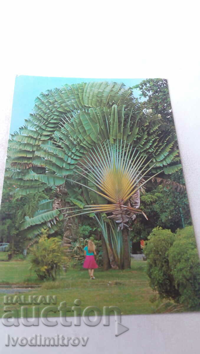 Καρτ ποστάλ του δέντρου του ταξιδιώτη