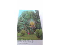 Καρτ ποστάλ του δέντρου του ταξιδιώτη