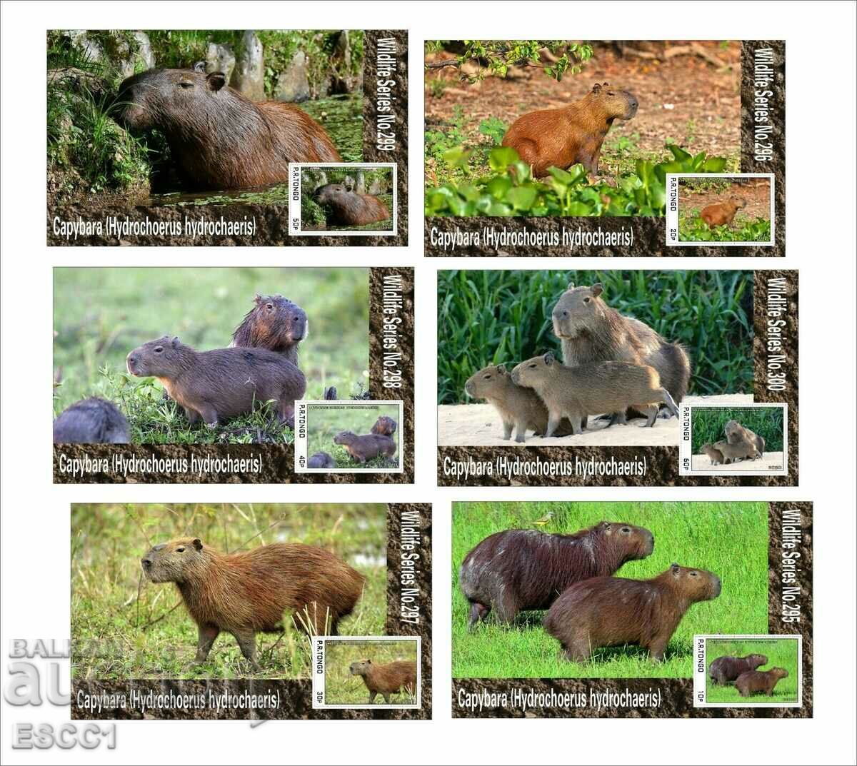 Capybara Fauna 2020 Clean Blocks de Tongo