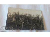 Снимка Офицери и войници в остатък от гора 1918