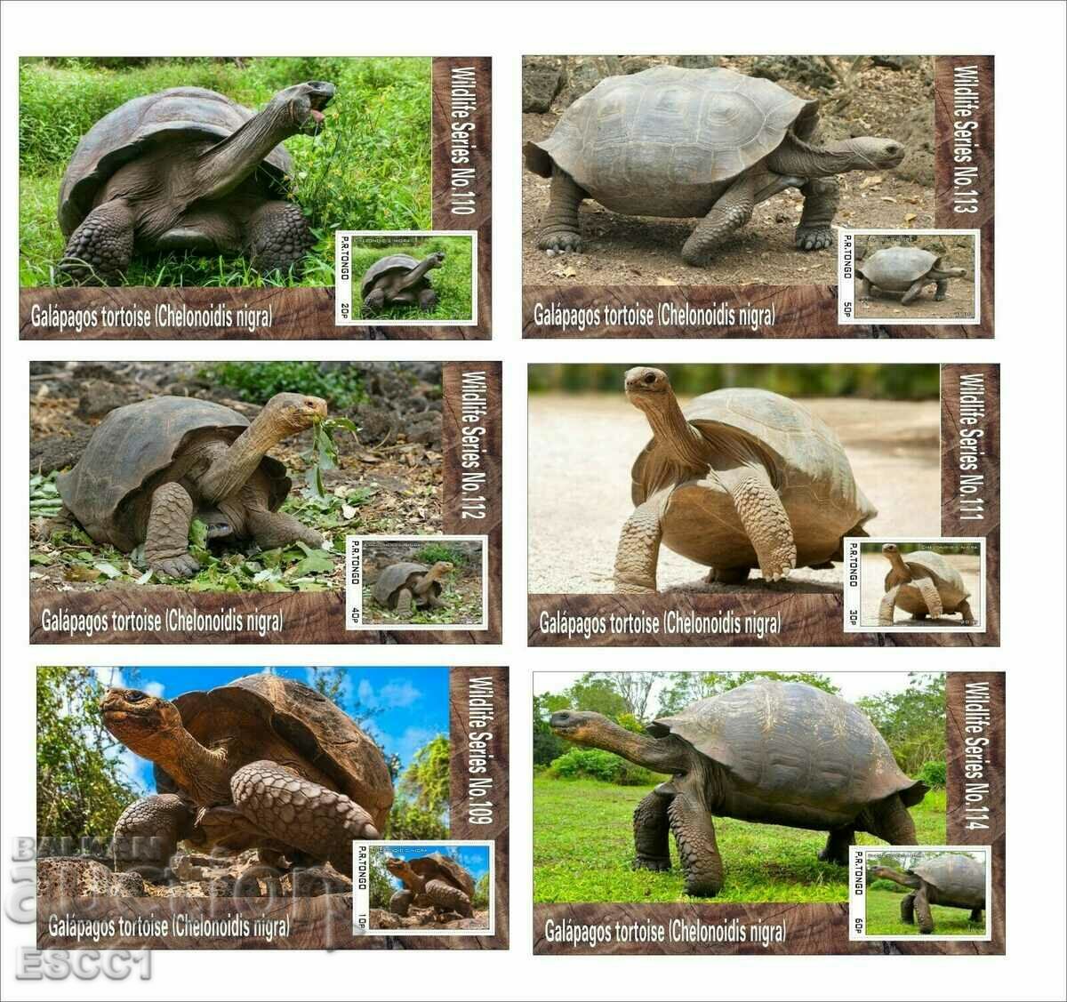 Clean Blocks Fauna Giant Tortoises 2019 de Tongo