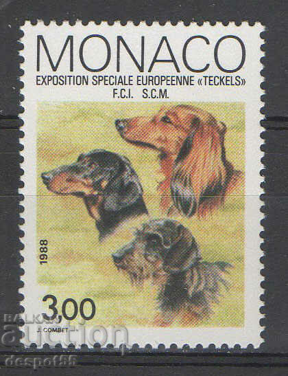 1988. Monaco. Expoziție europeană de teckel, Monte Carlo.
