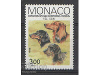 1988. Монако. Европейско изложение за дакели, Монте Карло.