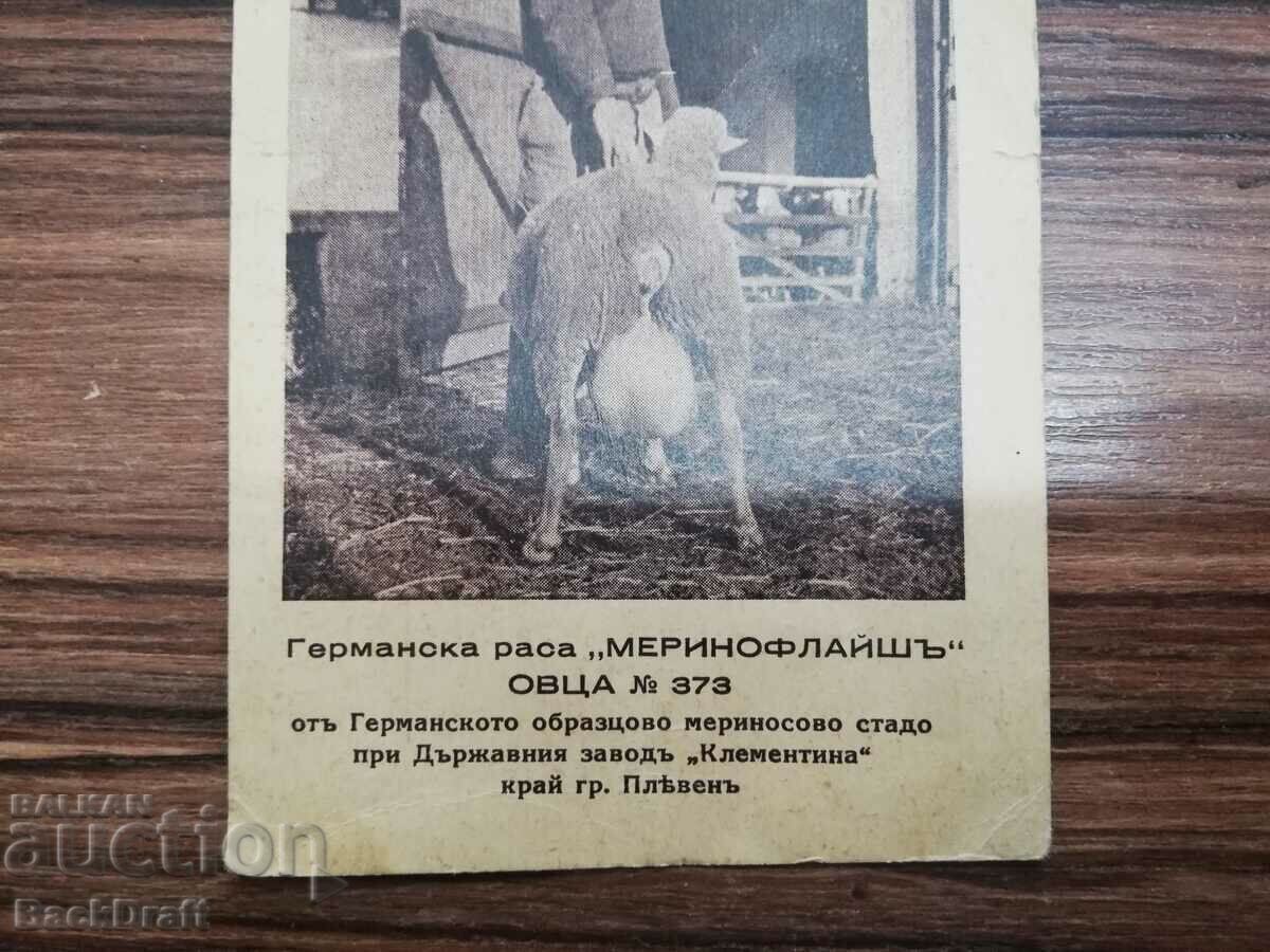 Rare German Sheep-Mother Royal Card with price 20.00 BGN | € 10.23 Rare German Sheep-Mother Royal Card with price 20.00 BGN | € 10.23
