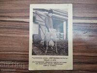 Rare German Sheep-Mother Royal Card
