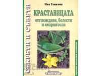 The Cucumber. Cultivation, Diseases and Pests