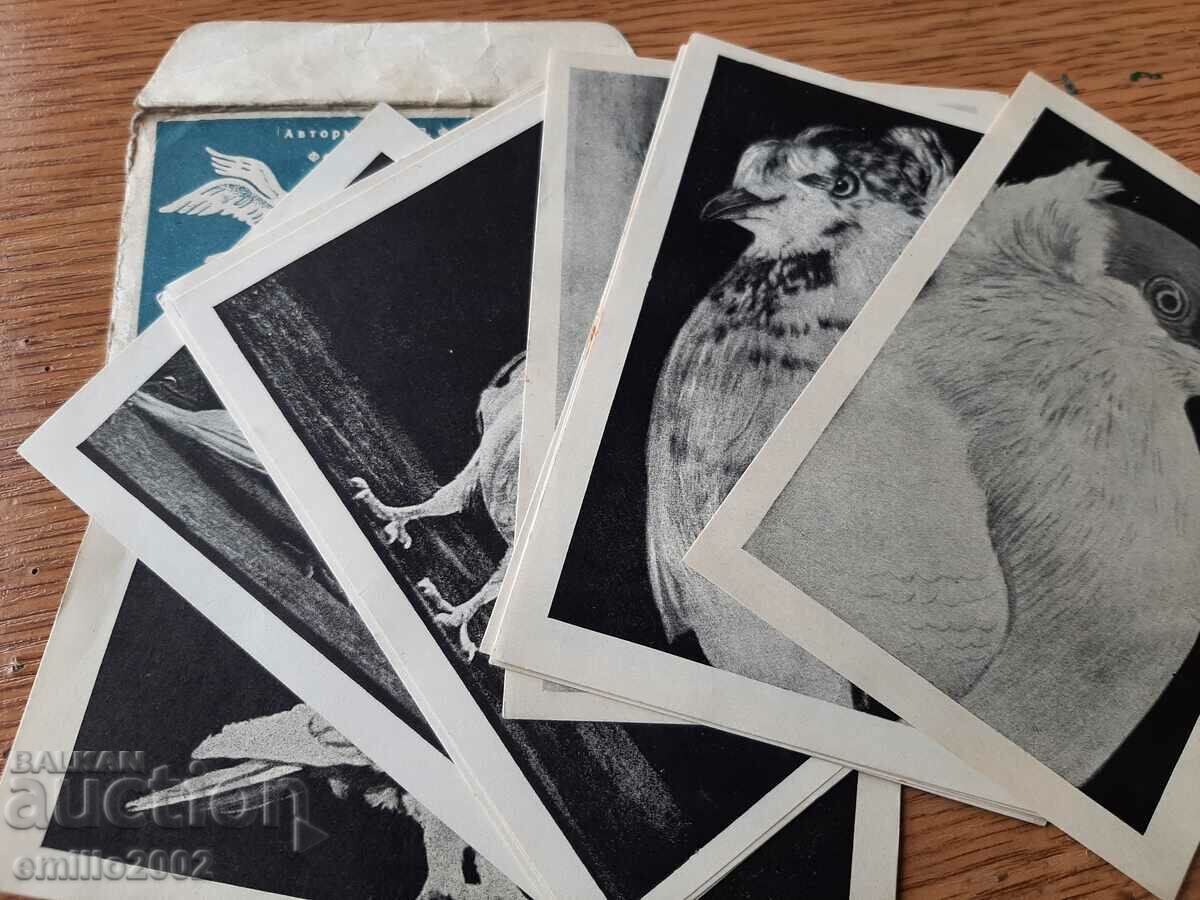 Diplyanka brochure Pigeons 1957 with price 2.00 BGN | € 1.02