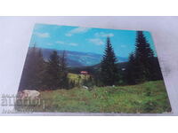 Пощенска картичка Родопи Из околностите на връх Персенк