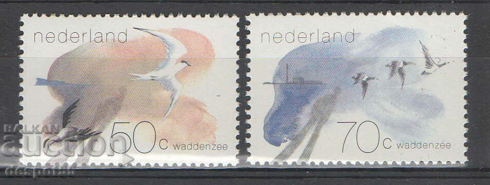 1982. Ολλανδία. Η διαπαλιρροιακή ζώνη.