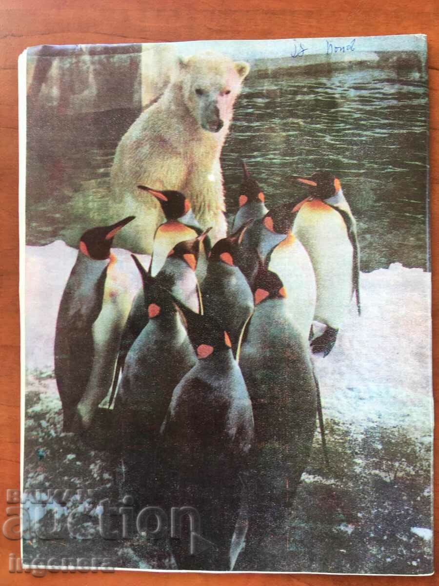 KOSMOS MAGAZINE KN-5/1980 with price 3.00 BGN | € 1.53 KOSMOS MAGAZINE KN-5/1980 with price 3.00 BGN | € 1.53