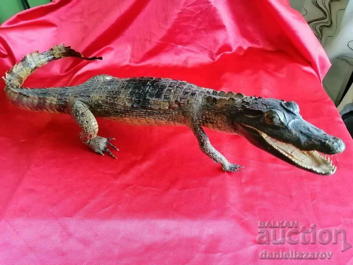 Аукцион КРОКОДИЛ Аукцион КРОКОДИЛ