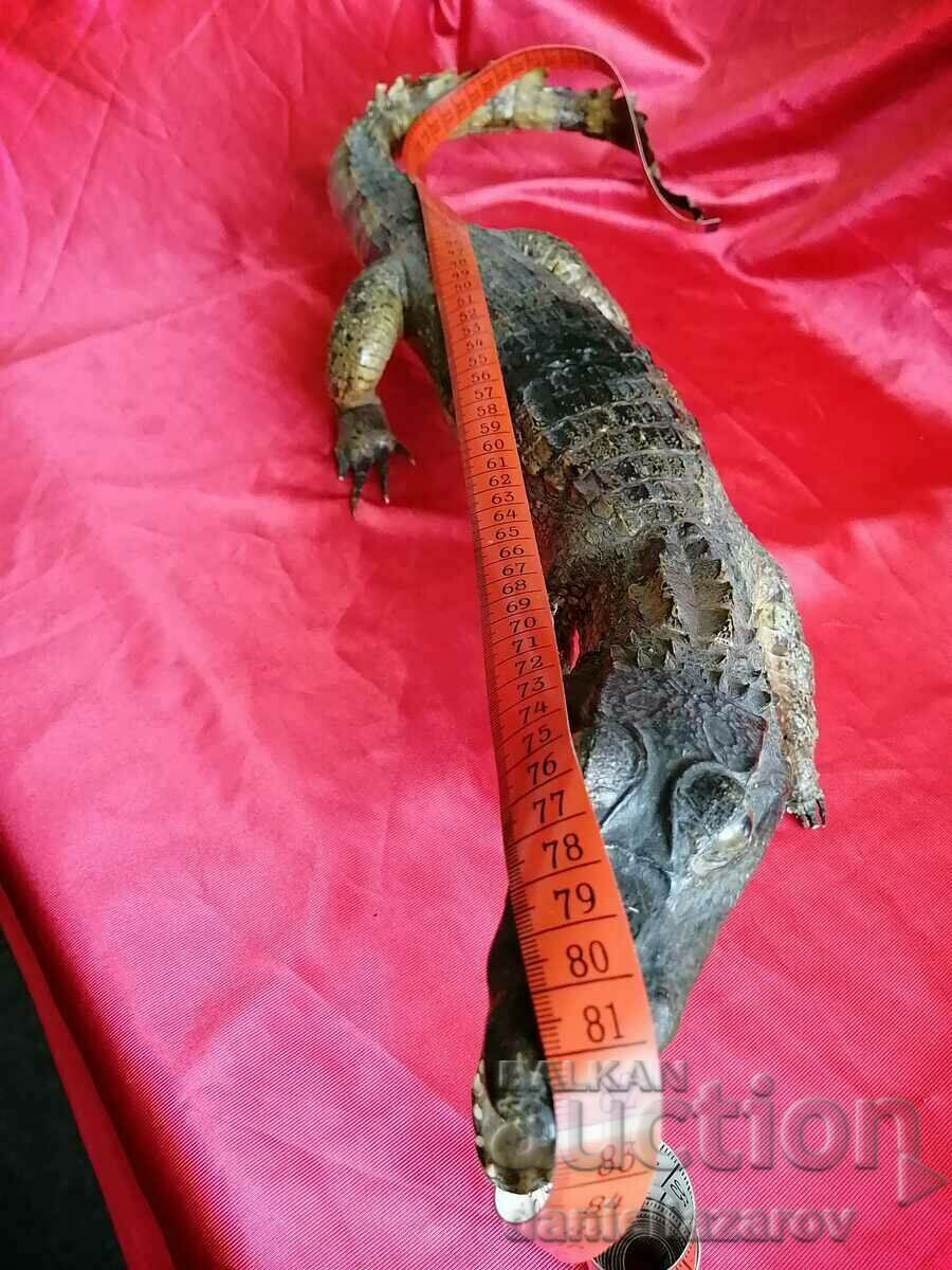 КРОКОДИЛ - 7 КРОКОДИЛ - 7