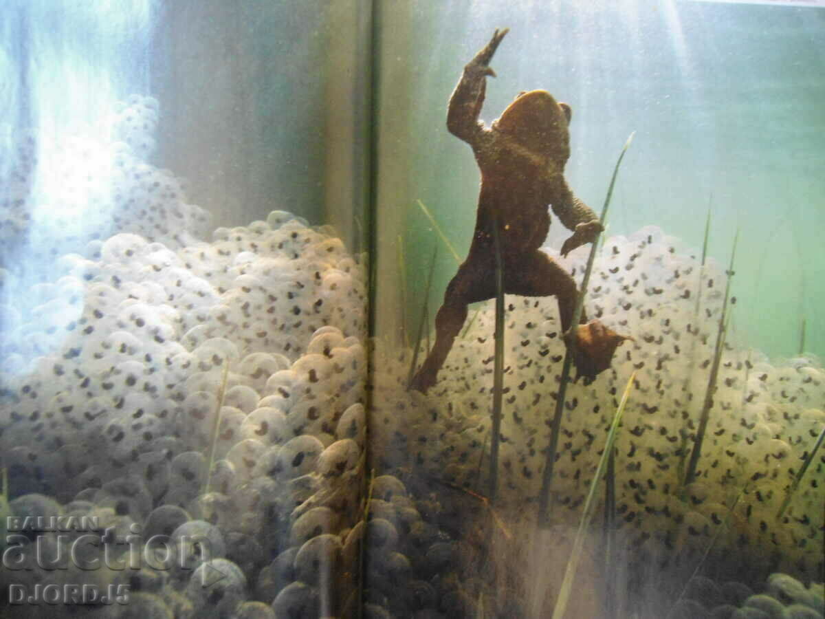 Livrarea Gropile albastre ale oceanului, NATIONAL GEOGRAFIC Livrarea Gropile albastre ale oceanului, NATIONAL GEOGRAFIC