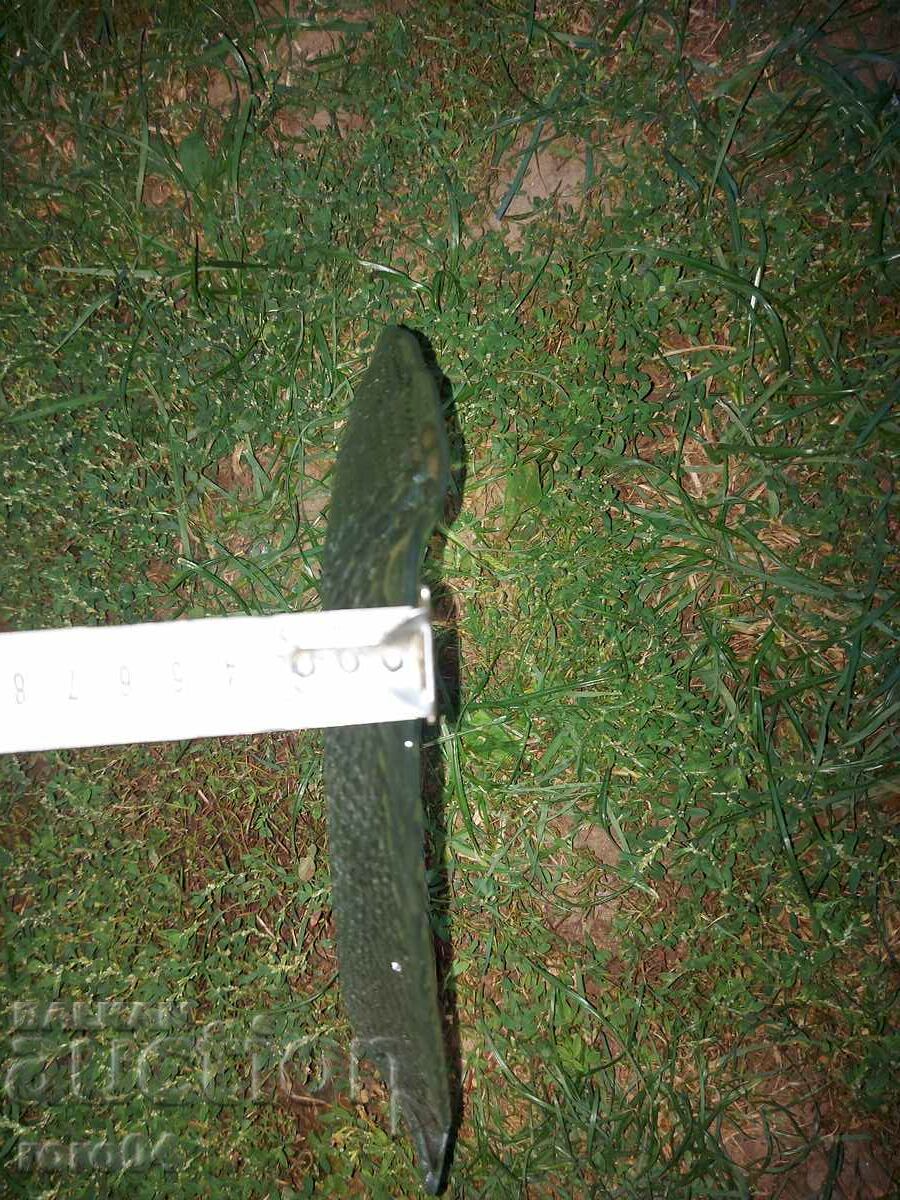 FISH - PLATEAU - GLASS - NIKULDEN - 5 FISH - PLATEAU - GLASS - NIKULDEN - 5