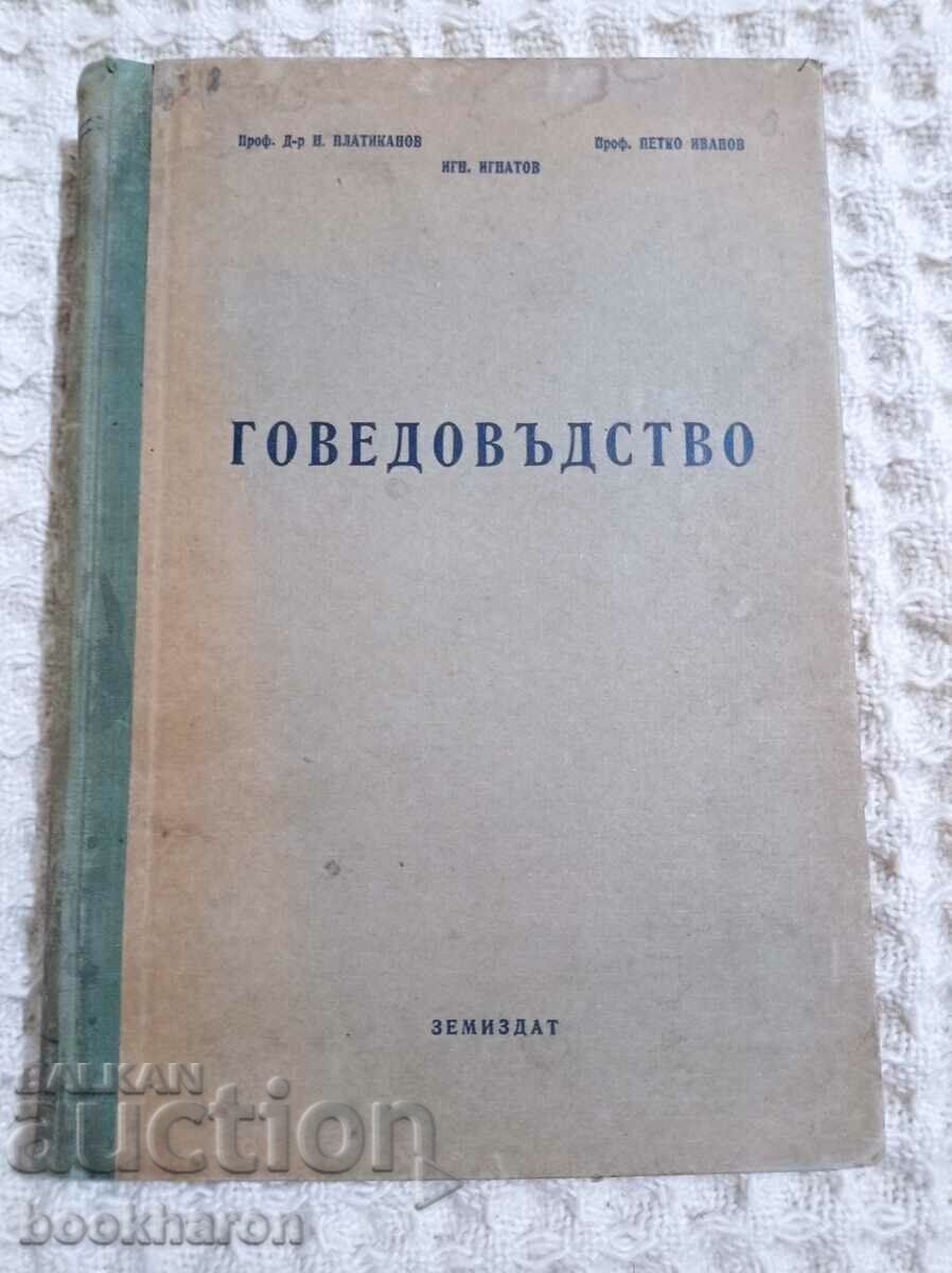 Говедовъдство Говедовъдство