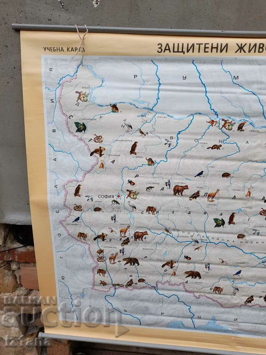 Old study card Protected animal species with price 25.00 BGN | € 12.78 Old study card Protected animal species with price 25.00 BGN | € 12.78