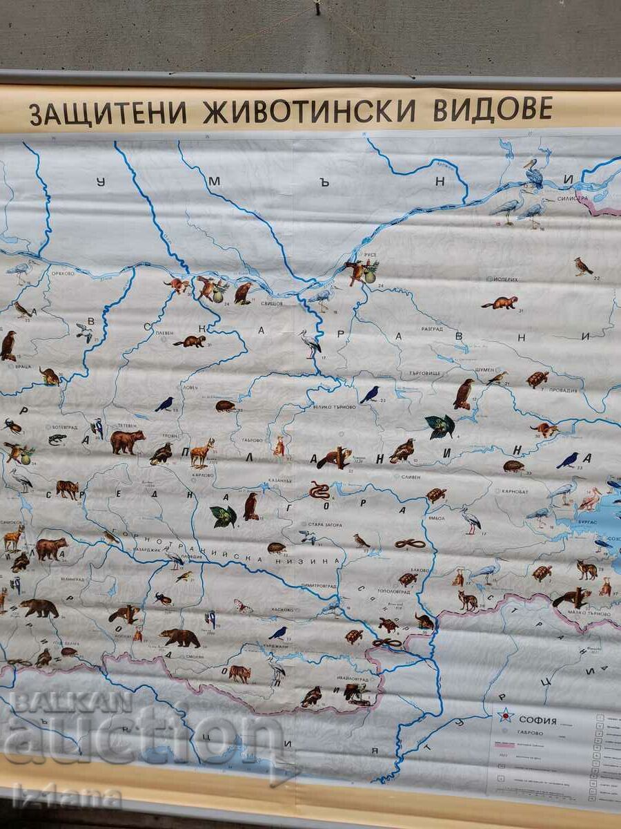 Auction Old study card Protected animal species Auction Old study card Protected animal species