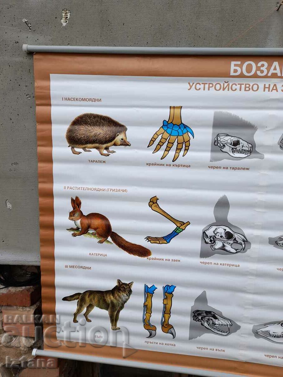 Old study card Mammals with price 20.00 BGN | € 10.23