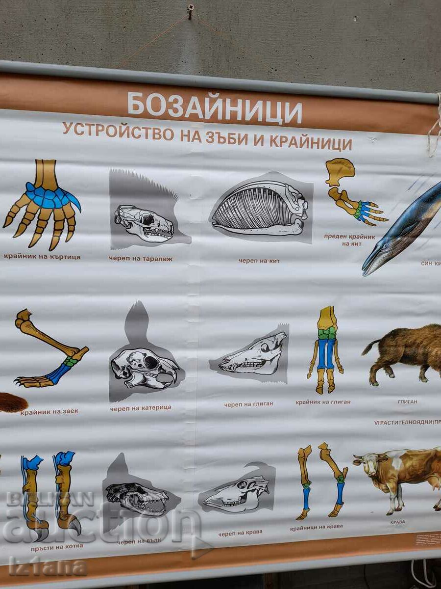 Auction  Old study card Mammals