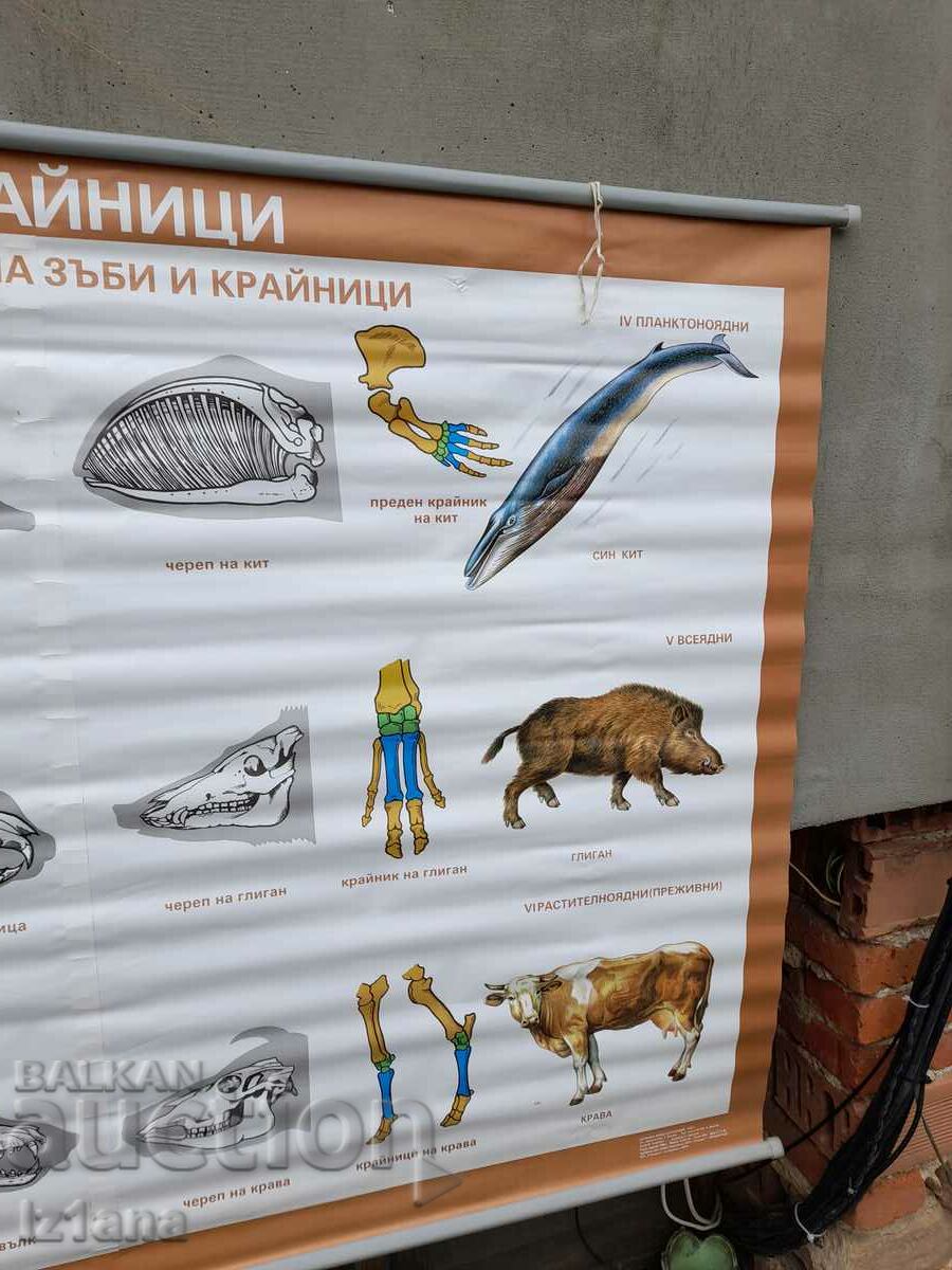 Delivery of Old study card Mammals