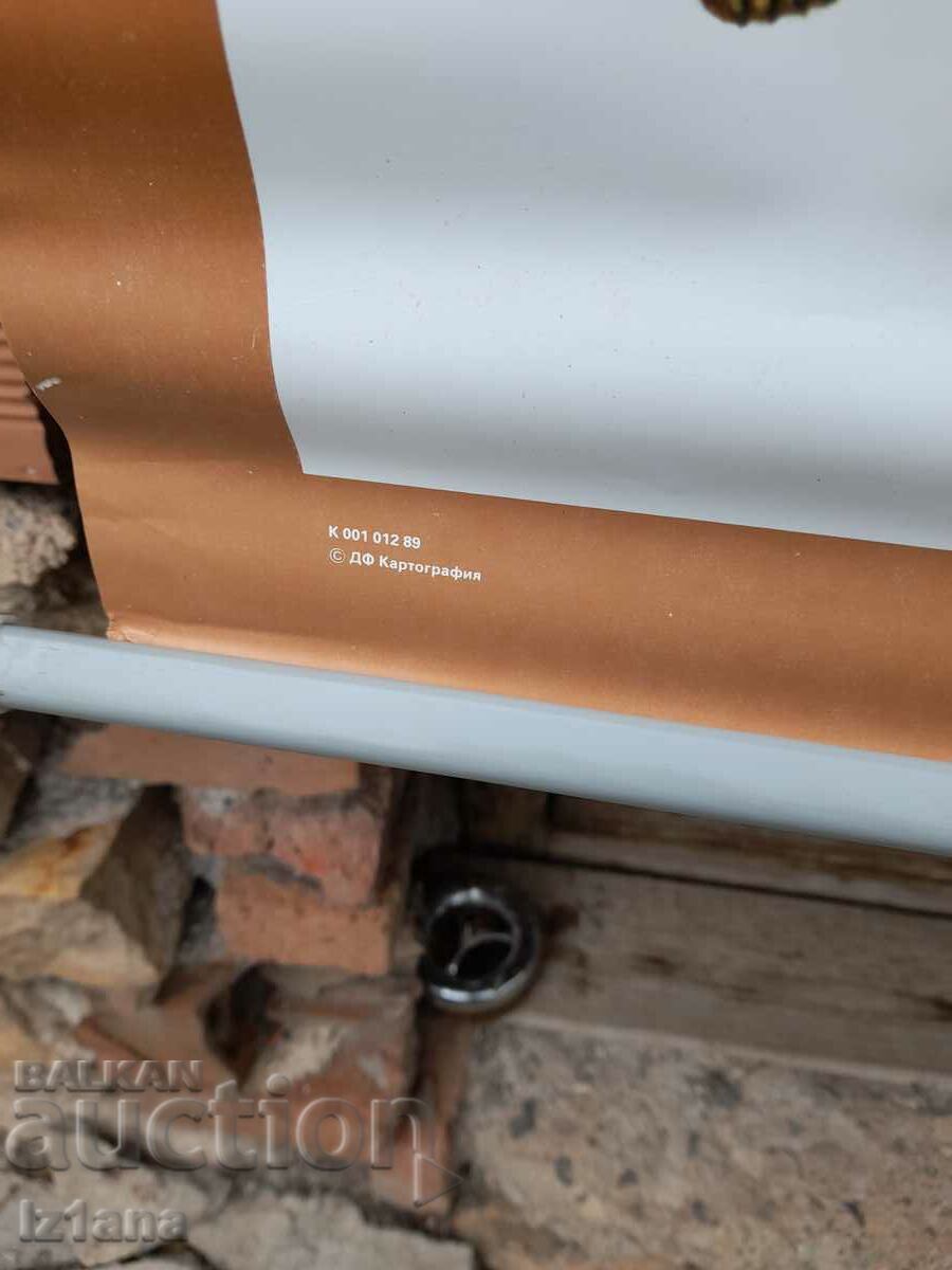 Old study card Mammals - 5