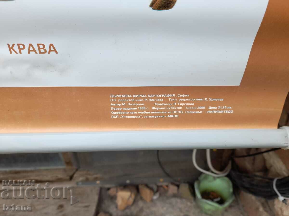 Old study card Mammals - 6