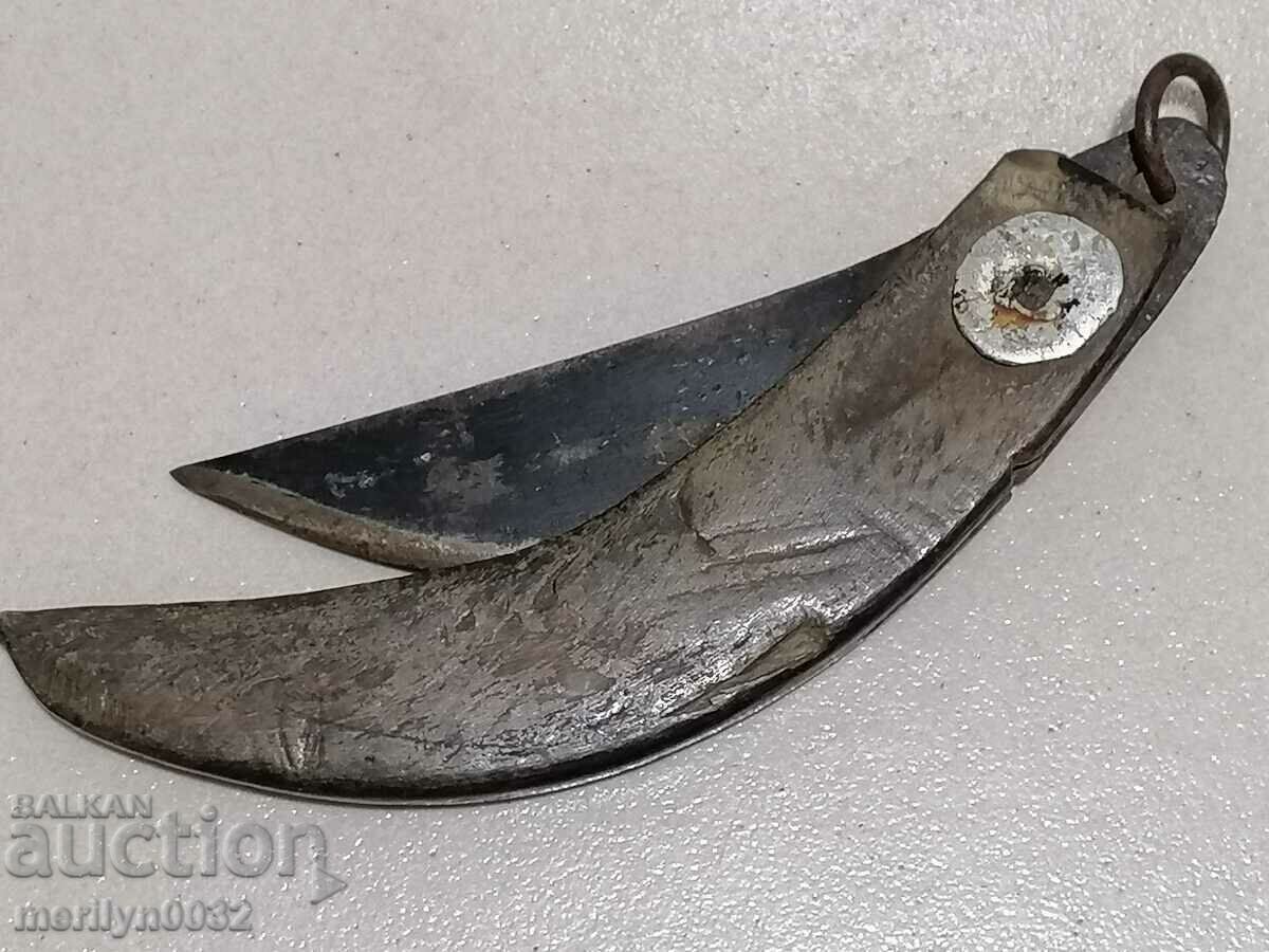 Delivery of An old leg of a bull with buffalo horns Delivery of An old leg of a bull with buffalo horns