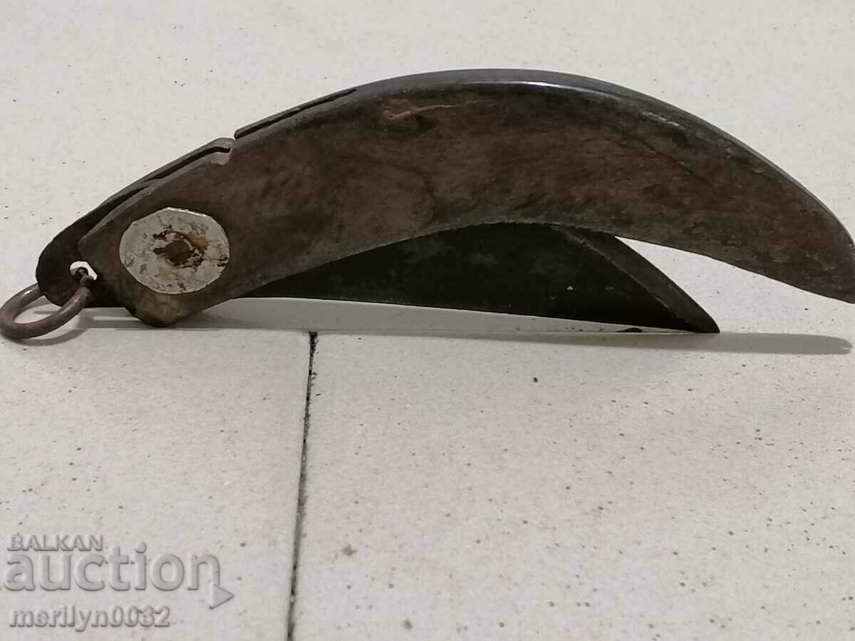 An old leg of a bull with buffalo horns - 6 An old leg of a bull with buffalo horns - 6