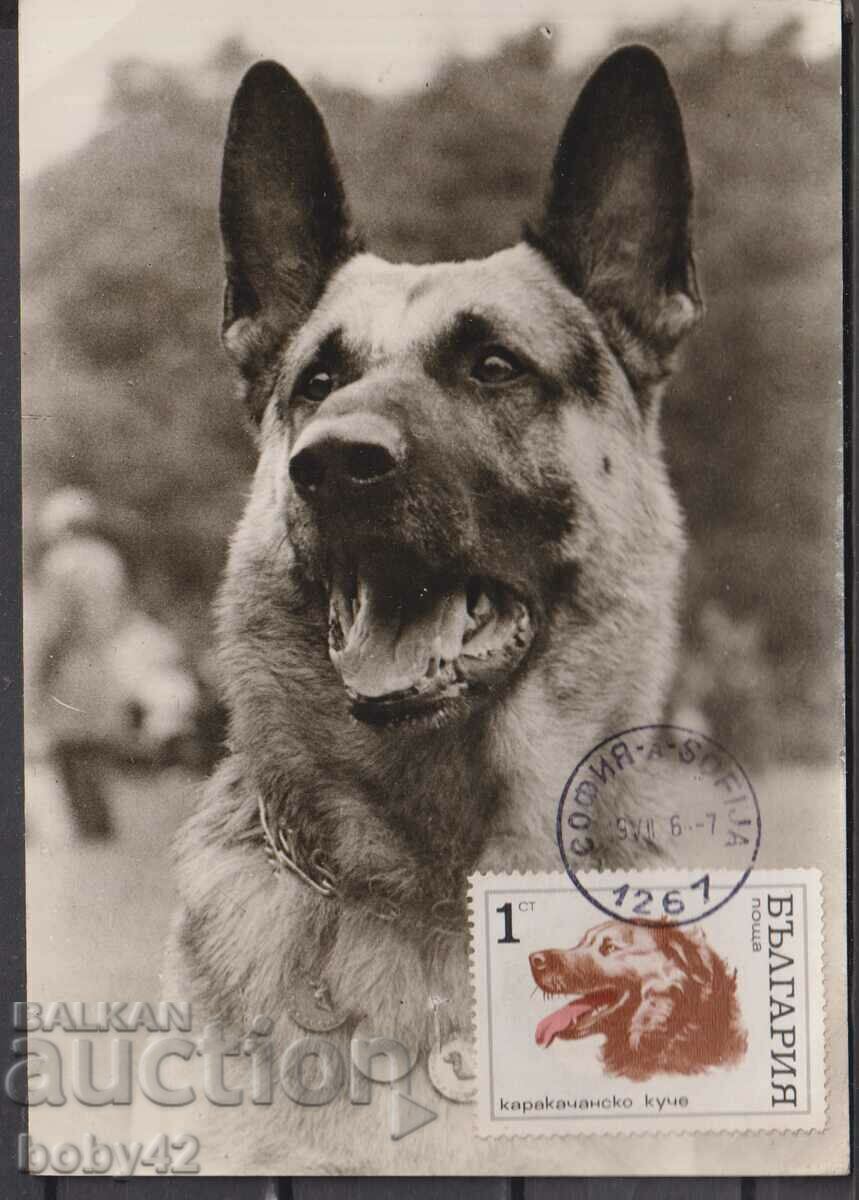 Cards max. Dogs - Karakachan dog