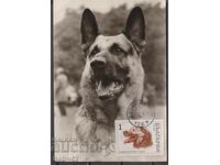 Cards max. Dogs - Karakachan dog