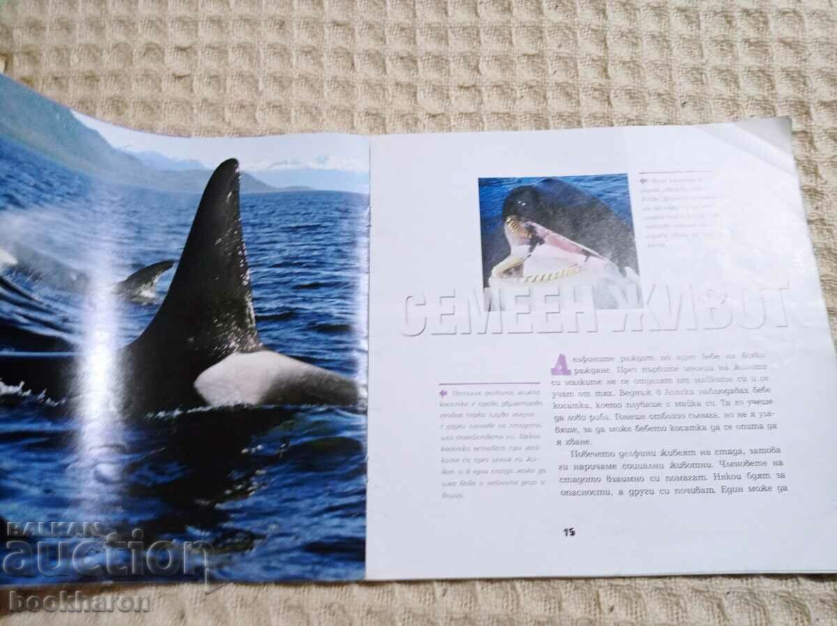 Face to face with the dolphins with price 5.00 BGN | € 2.56