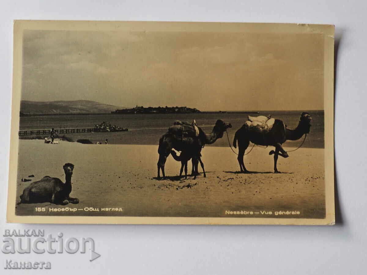Nessebar Camels στην παραλία K 366