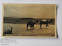 Nessebar Camels on the beach K 366