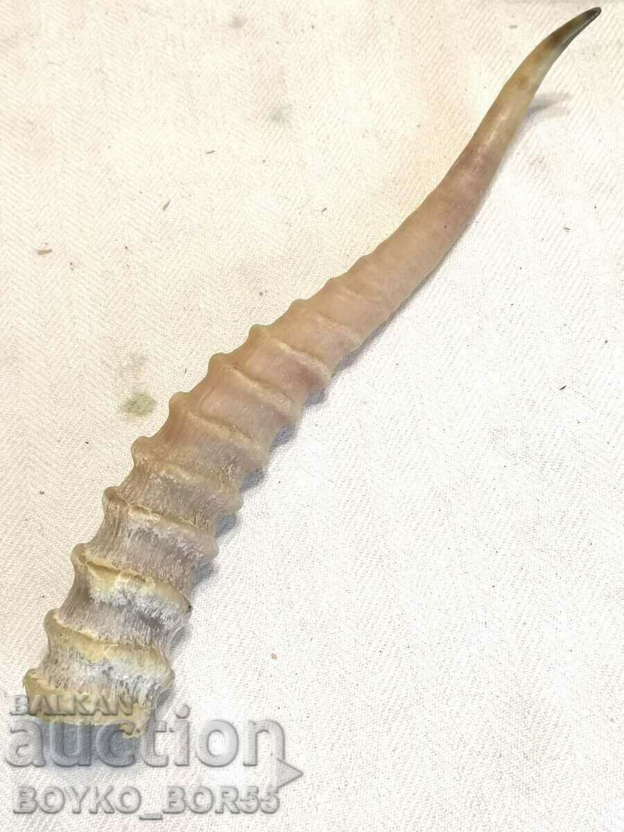 Оригинален Колекционерски Рог от Азиатска Антилопа Сайга