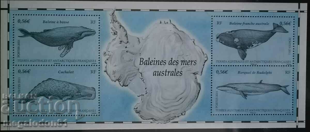 French Antarctica (TAAF) - whales
