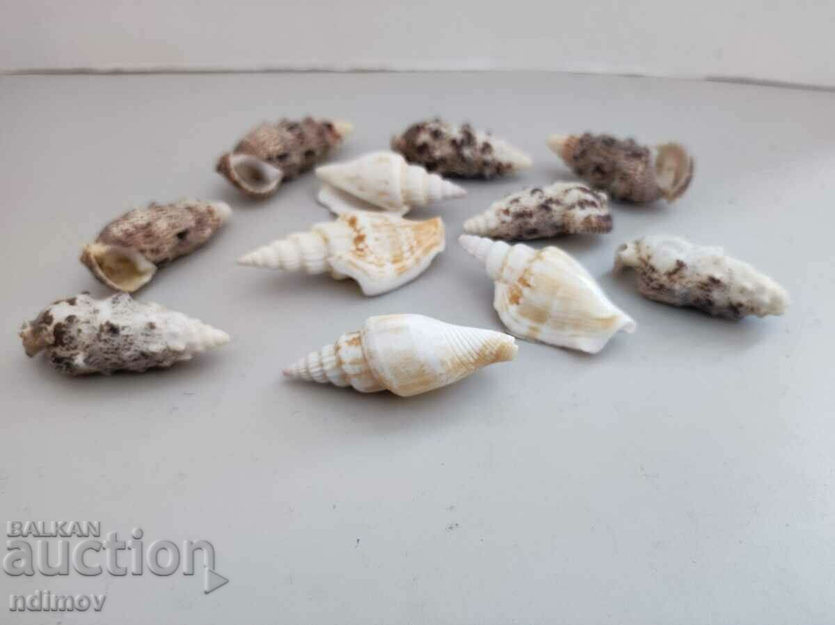 Lot snail conch clam rapan with price 5.00 BGN | € 2.56 Lot snail conch clam rapan with price 5.00 BGN | € 2.56