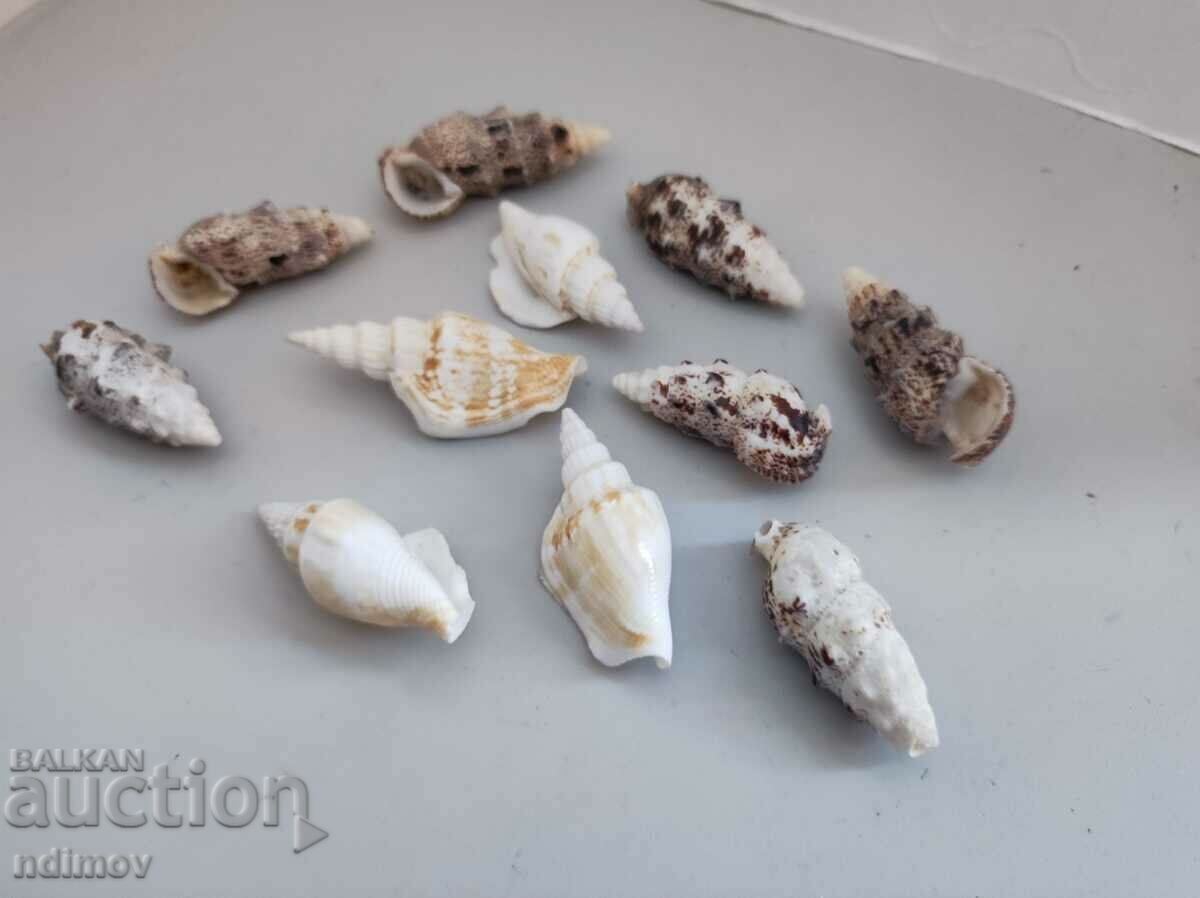 Auction Lot snail conch clam rapan Auction Lot snail conch clam rapan